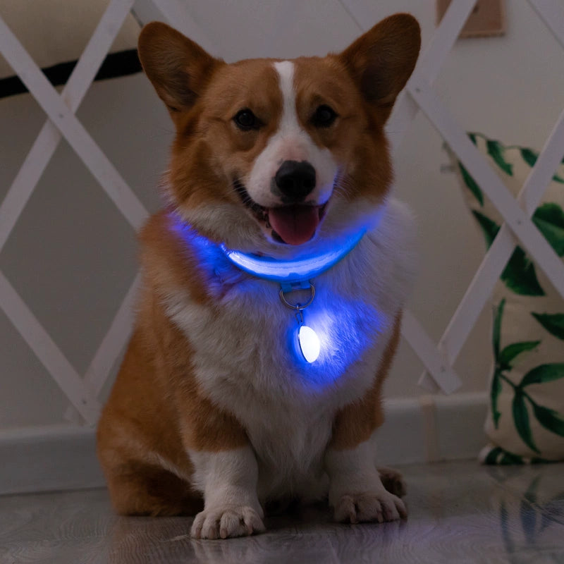 Corgi Dog Luminous Collar