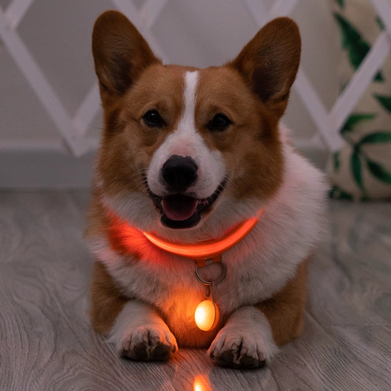 Corgi Dog Luminous Collar